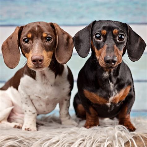 Dachshund Owner’s Guide | Greencross Vets