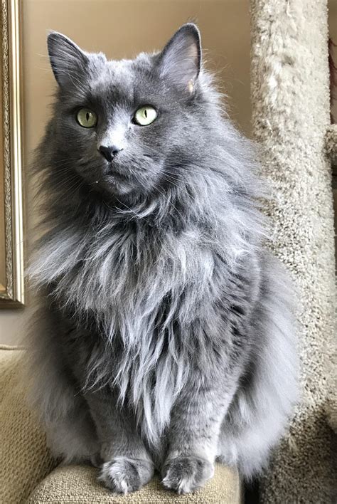 We always thought our cat was a domestic long hair. Do you think she