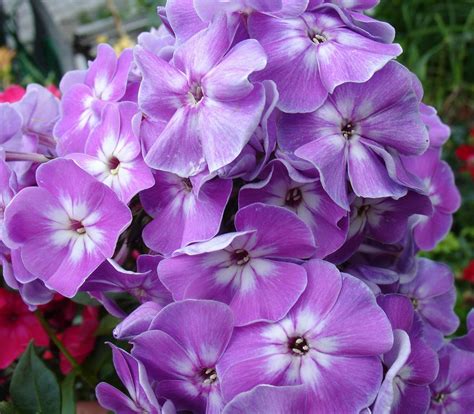 Флоксы: Phlox paniculata Katherine- флокс метельчатый Katherine.