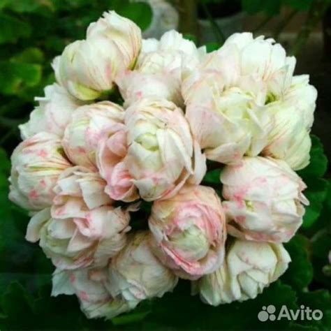 Пеларгония Ю Царская невеста купить в Подольске | Товары для дома и ...