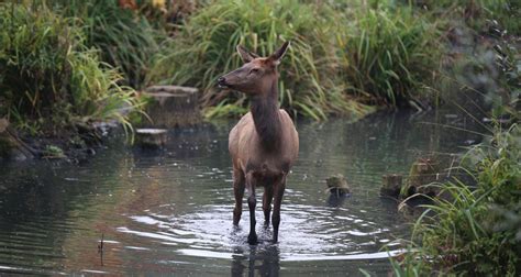 Der Wapiti | Pairi Daiza
