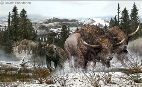 A Short Faced Bear Attacking A Herd Of Giant Bison Bison Latifrons