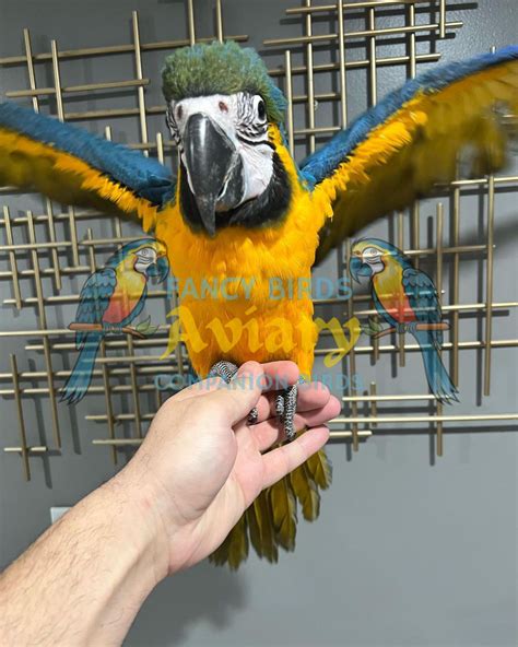 BLUE AND GOLD MACAW – Fancy Birds Aviary