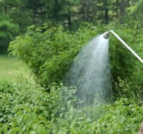 Жимолость Нимфа: описание сорта, фото, отзывы | qlumba.com