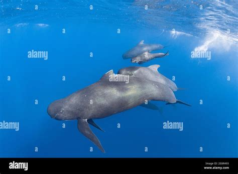 Long Finned Pilot Whales Globicephala Melas With Newborn Calf Still