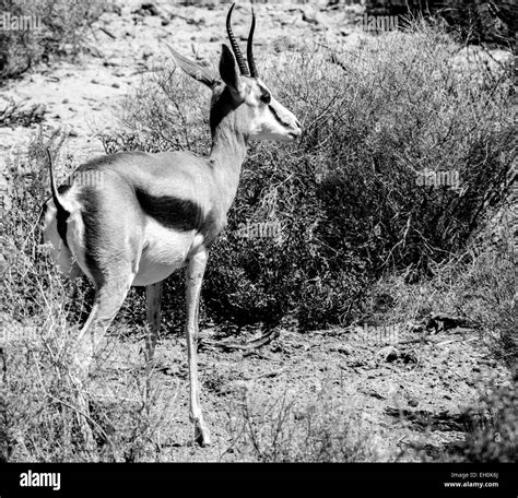 Springbok Black And White Stock Photos And Images Alamy