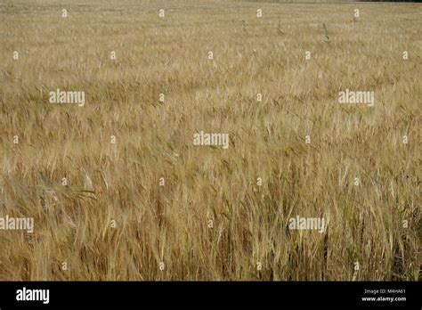 Hordeum Vulgare Barley Stock Photo Alamy