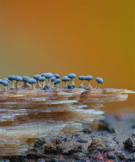 Alison Pollack Captures Miniature Mushrooms And Fungi In Macro