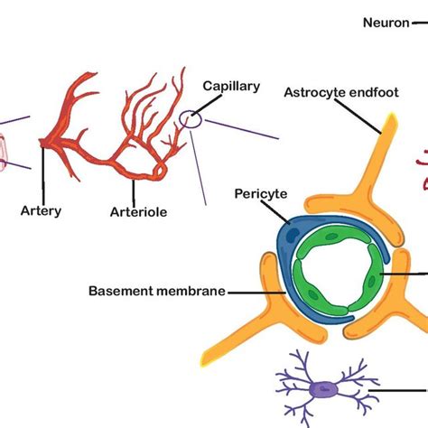 Structure Of Endothelial Cell Junctions Endothelial Cell Junctions Are