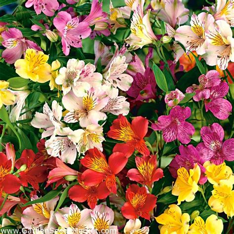 flower bulbs  sale buy quality bulbs mybageecha