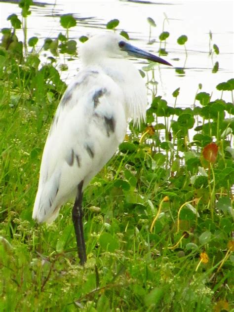 Little Blue Heron Juvenile - ZooChat