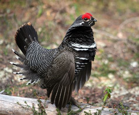 Spruce Grouse: Camouflaged Forest Bird with Unique Behavior