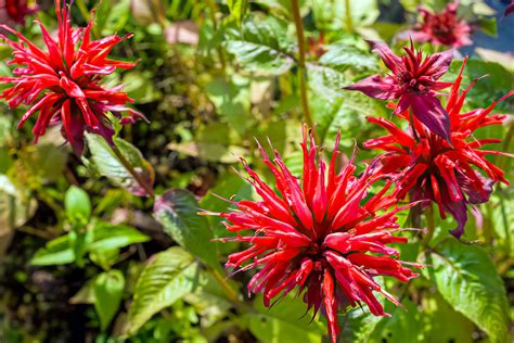 Эфирное масло монарды (Monarda fistulosa) — свойства, применение ...