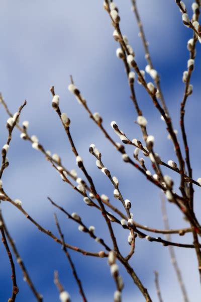 Silent Sunday Pussy Willows Eliza Waters