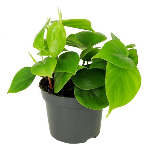 Купить Филодендрон Сканденс 20/12 в Москве и Спб!