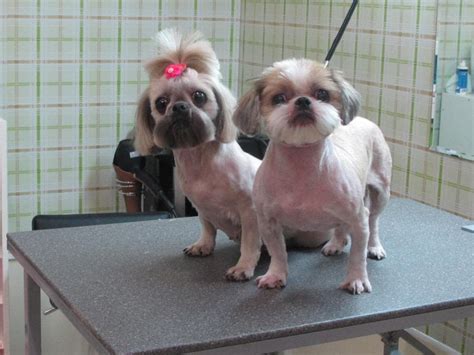 Ши-тцу - все о собаке, 8 минусов и 11 плюсов породы