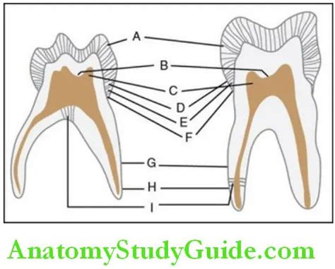 Oral Anatomy Differences Between Primary And Permanent Dentition Notes