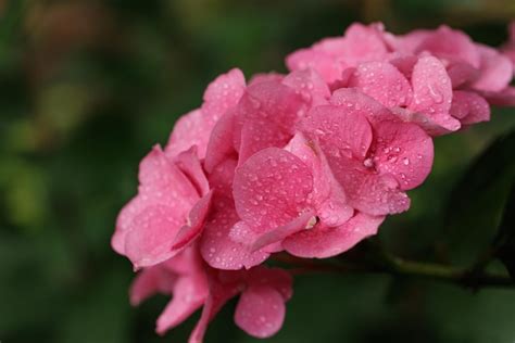 Hortênsia macrophylla grande hortênsia rosa de folhas fechadas