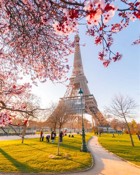 Paris In Bloom Eiffel Tower And Cherry Blossom Delight