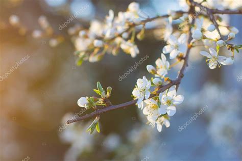 Sprig Flowers — Stock Photo © Wonderwall 43668813