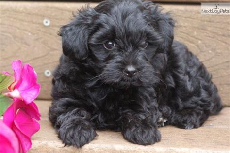 Black Yorkie Poo Puppies