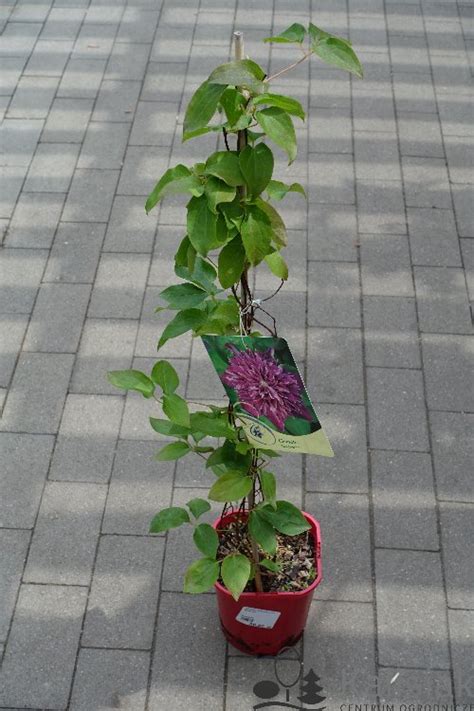 Clematis Hot Love Powojnik