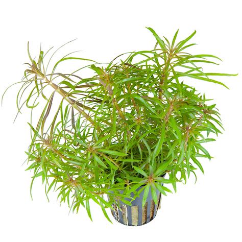 Pogostemon stellatus - GodhemsZoo