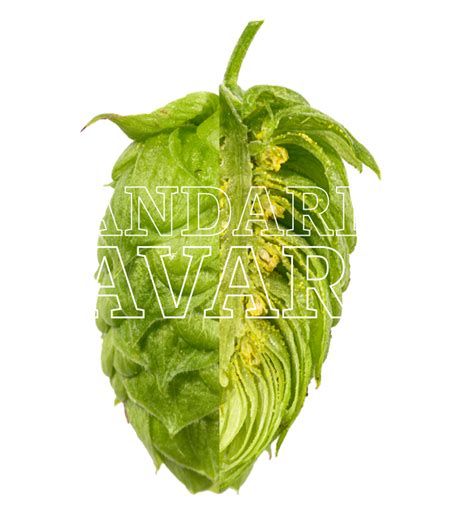 Product: Mandarina Bavaria Raw Hop Vac Packs-5Kg 2022