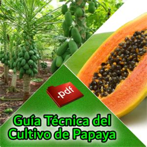 Gu A T Cnica Del Cultivo De Papaya Agr Nomos