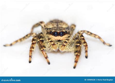 Jumping Spider Salticidae Sp Hyderabadtelanagana India Stock Image