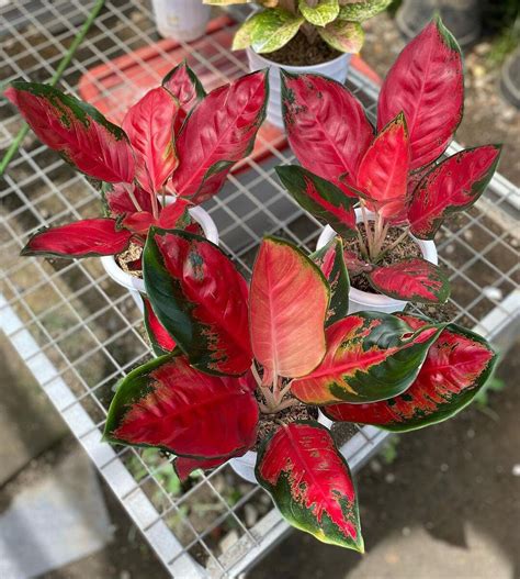 3 Plant Aglaonema Suksom Jaipong Aroid Variegated Free Etsy