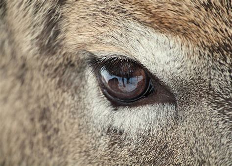 Deer Eyes Stock Photos, Pictures & Royalty-Free Images - iStock