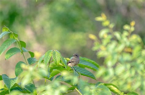 Robin Songbird Avian Free Photo On Pixabay Pixabay