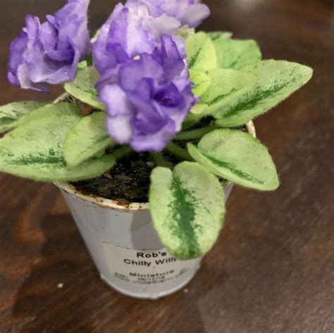 Rob’s Chilly Willy miniature African Violets
