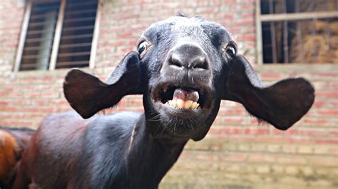 Most Funny Goat Video Compilation 🤣funny Goat Sounds Funny Goat Tongue