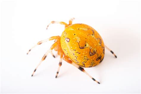 Inv007 00098 Joel Sartore