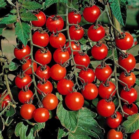 Sweet Million Cherry TOMATO 3 5 Cup