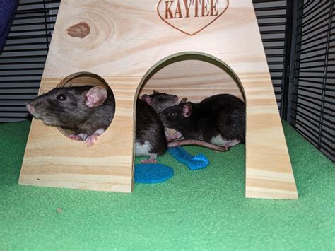 If you can't make your own beans, store bought is fine! Cricket was not