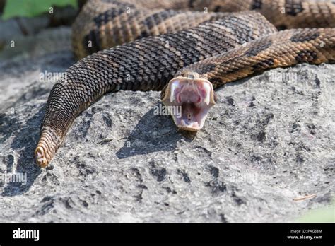 Rattlesnake Fangs Stock Photos And Rattlesnake Fangs Stock Images Alamy