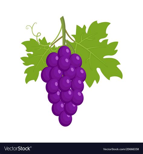 Bunch of purple grapes Royalty Free Vector Image