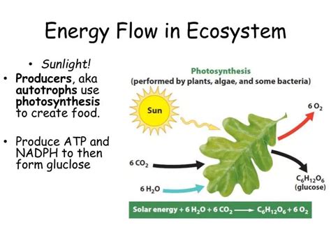 PPT - Energy Flow in Ecosystem PowerPoint Presentation, free download ...