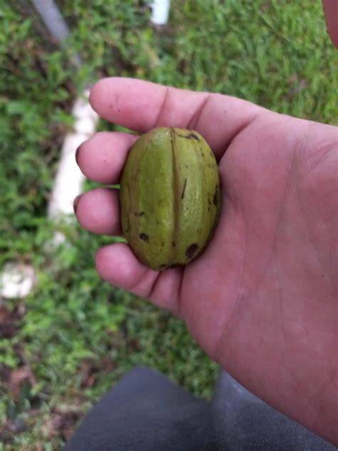 Five Upvotes And This Goes Up My Ass Scrolller