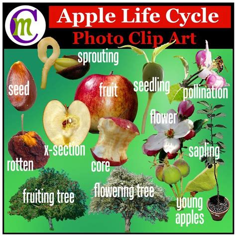 Apple Life Cycle Clipart With Images Apple Life Cycle