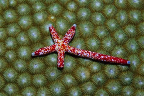 12 Surprising Facts About Starfish