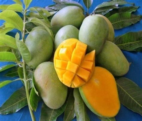 √ 5 Cara Menanam Buah Mangga Terlengkap