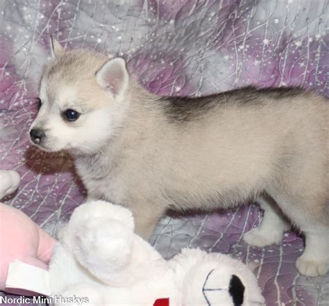 Venuss Nordic Mini Huskys