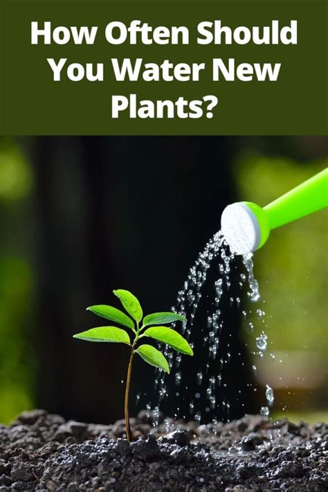 How Often Should You Water New Plants Gardening Sun