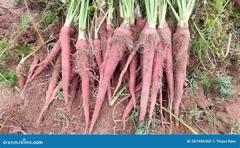 Carrot Crop Harvesting Ripped Carrots In The Field Stock Image Image