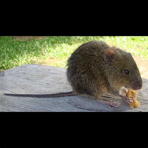 Биология и особенности жизни болотной мыши (Delanymys brooksi ...