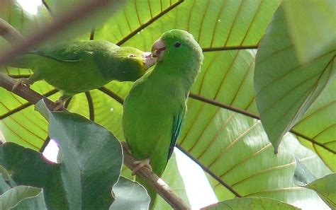 Parrot Species Green Rumped Parrotlet Forpus Passerinus